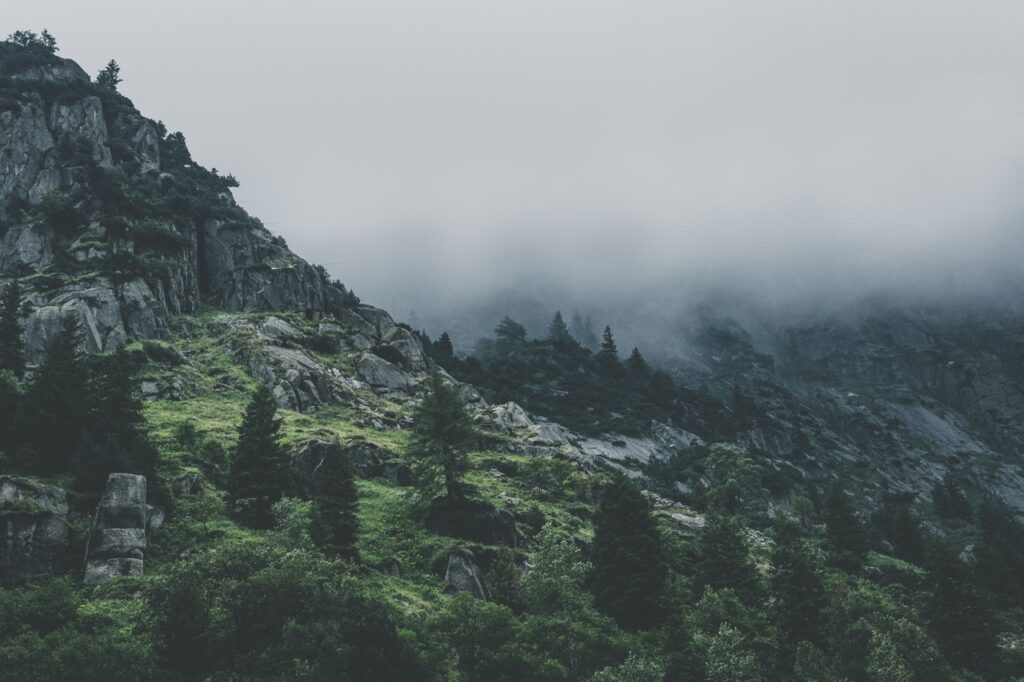 Green Leafed Trees During Fog Time 167684 1024x682
